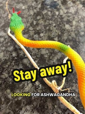 This is a warning don’t go looking for ashwagandha root we have the liquid it’s a lot safer! @youtheory #ashwagandha #tiktokshop #youtheory