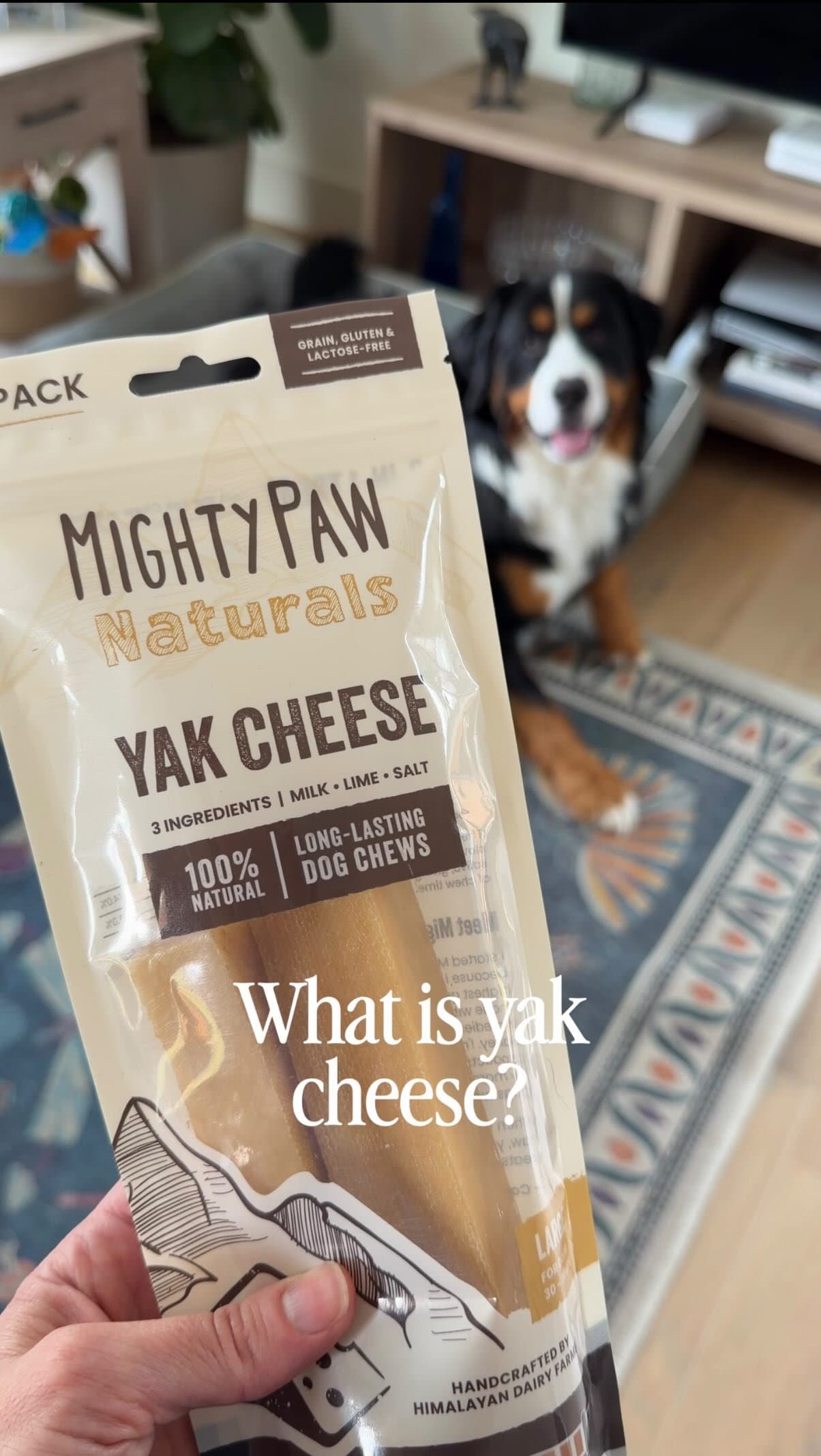 Moose loves these long-lasting yak cheese dog chews from @mightypaw! Available at Wal-Mart! Link in our bio.
#mightypa