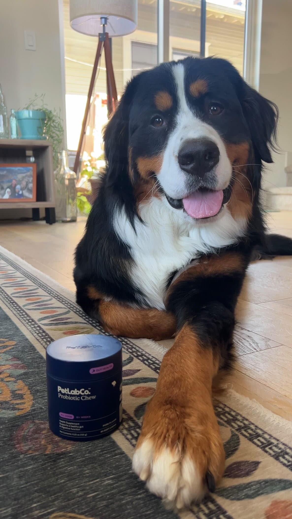 Doing our best to support Moose’s gut health and resolve issues such as paw licking and itchy ears with Probiotic Chews