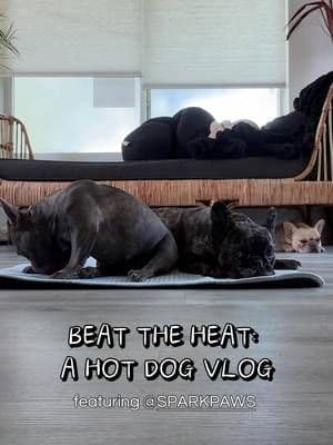 if you are like us and constantly running HOT during the summer (or really anytime here in south florida), tell your mom to ask our mom about these new cooling mats from @SPARK PAWS #frenchbulldog #dogmom #ad #florida #dogmusthaves