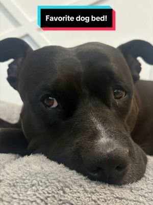 Scar is over 70 lbs, so finding a bed that can actually support him is a MUST. 🐶🛏️ This Bedsure SupportMax bed keeps its shape, gives him plenty of room to stretch out, and actually looks like real furniture in the living room. Plus, it’s water-resistant, removable, and machine washable!🐾 #bedsuresupportmax #IsYourDogOver70lbs #lesurepet #dogbed #ad
