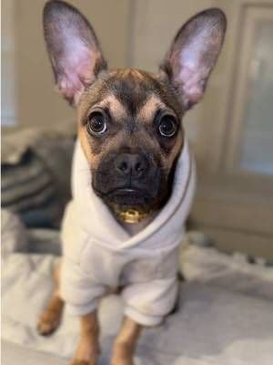 Dallas loves his Comfrt hoodie! AVAILABLE IN TIKTOK SHOP!😎🐶 #comfrt #comfrtpaws #comfrthoodie #tiktokshop #fyp #frenchbulldog
