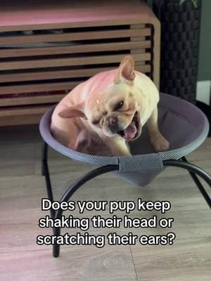 Frenchies can be prone to ear infections so a good grooming schedule is essential for these high maintenance pups! #fre