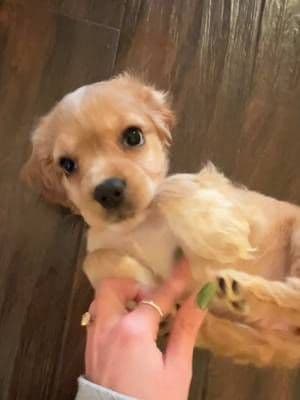 I trained for the bet. I did not train for puppyhood. 😅 Potty training isn’t about trying harder — it’s about having a setup that actually works. Once I stopped fighting my products and switched to @earthrated, things got a lot more manageable. Fast absorption, no leaking underneath, no sliding around during zoomies. Still training her. Just not fighting my setup anymore. Shop with the link in my bio or my Amazon Storefront. #EarthRatedPartner #AD