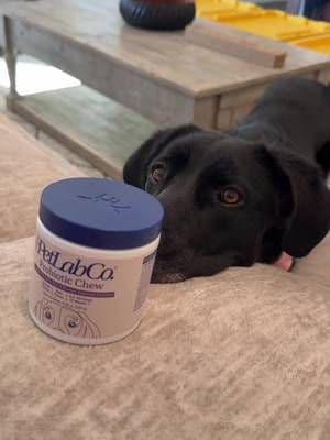These PetlabCo. Probiotics helped fill a void in our dogs daily regime. With allergies and a sensitive tummy, it’s been hard to find something that could help her gut that she actually enjoyed! She looks longingly at the bottle and she’s never gotten so excited for a container to be opened 🤣 #fasttrackseries #tiktokshop #dogsoftiktok #guthealth #petlabco