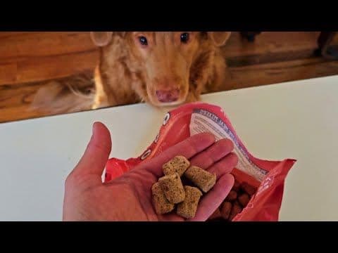 Stella & Chewy's Freeze Dried Raw Purely Pork Meal Mixer Review: A Pawsome Way to Introduce Raw Food